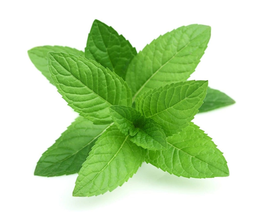 Sprig of peppermint (plant)