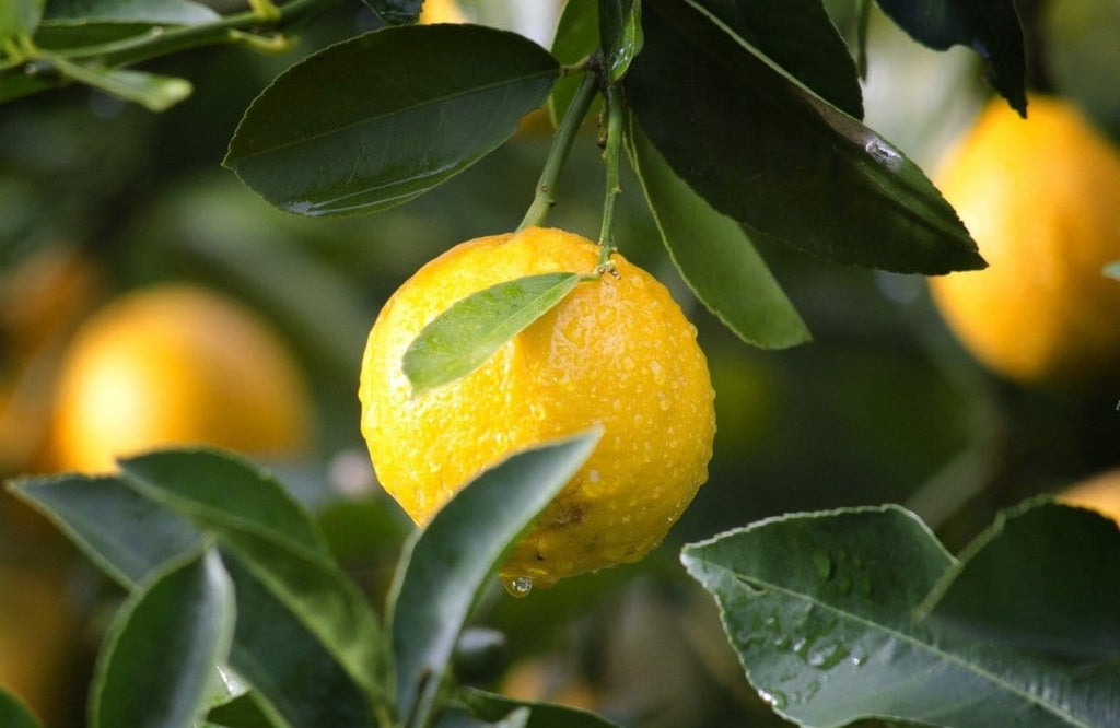 Picture of fresh lemons on a tree